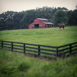 Sheep grazing on grassy field