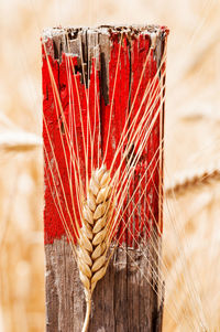 Close-up of wheat