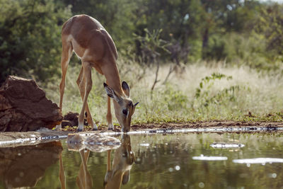 Deer standing in lake