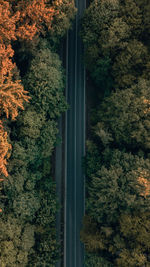 Trees by plants in forest