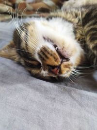 Close-up of cat, sleeping