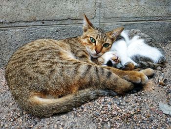 Portrait of a cat resting