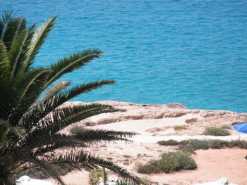 Close-up of palm tree on beach