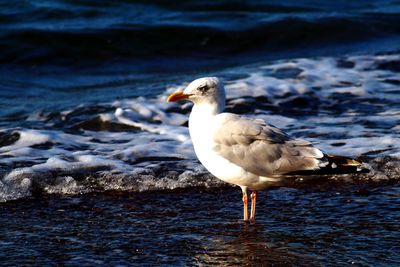 Close-up of seagull on beach