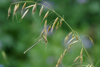 Close-up of insect on plant