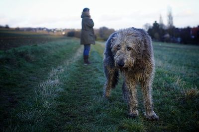 Rear view of dog walking on field