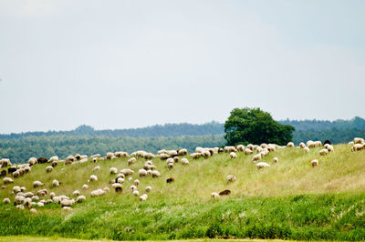 Flock of sheep grazing on grassy field against sky