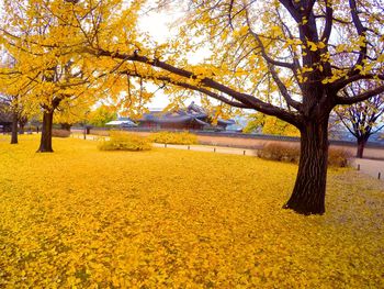 Trees on field during autumn