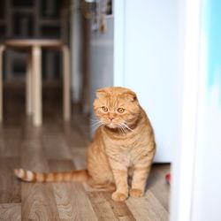 Portrait of ginger cat