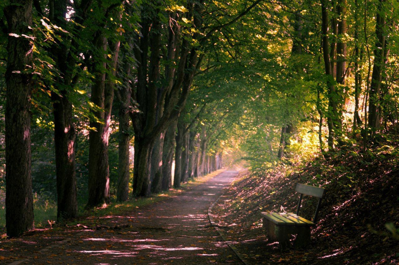 FOOTPATH AMIDST LEAVES IN PARK