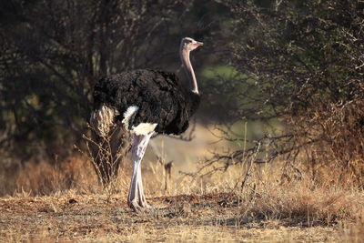 Ostrich perching on field