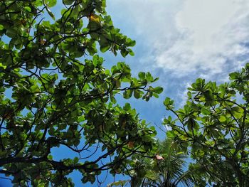 Low angle view of tree