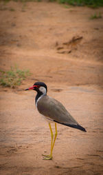 Bird on wood