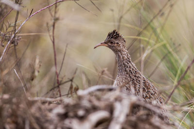 Close-up of a bird on field