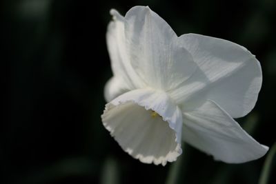 Close-up of white flower blooming outdoors