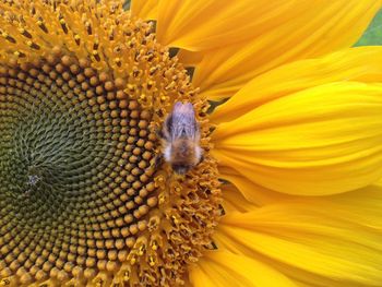 Close-up of insect on sunflower