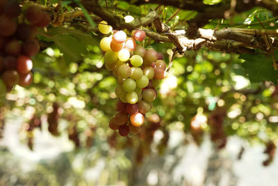 Close-up of berries growing on tree