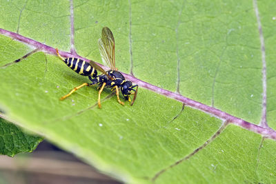 Close-up of insect on leaf