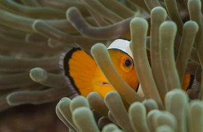 Close-up of fish in sea