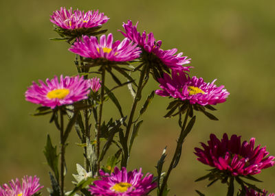 Close-up of pink flowers