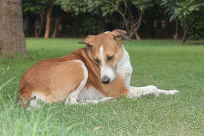 View of a dog resting on field