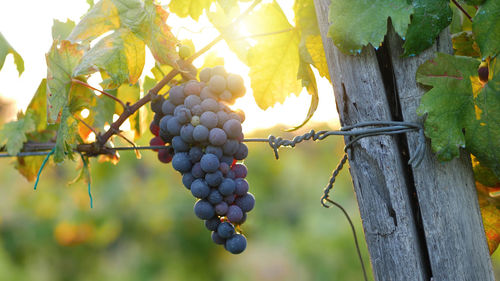 Grapes growing in vineyard