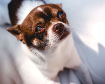 Close-up of dog looking up while sitting on bed