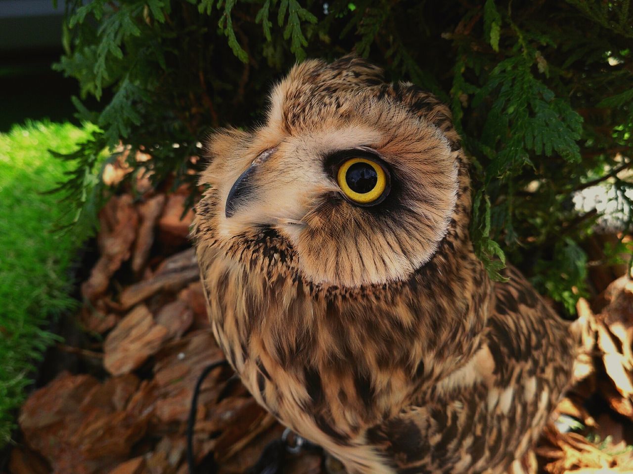 one animal, animal themes, bird, animals in the wild, animal wildlife, close-up, no people, outdoors, focus on foreground, day, nature, bird of prey, portrait