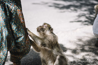 Monkey holding woman leg on road during sunny day