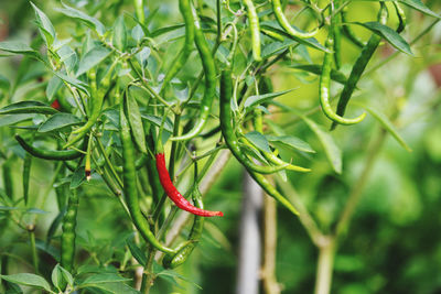 Close-up of plant growing outdoors