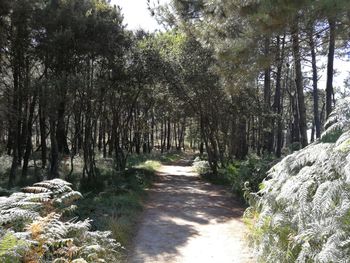 Footpath amidst trees in forest