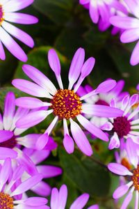 Close-up of pink flowering plants