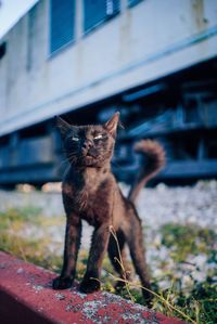 Close-up of cat standing outdoors