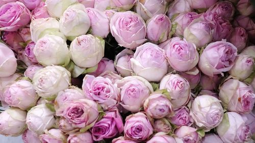 Full frame shot of pink flowers