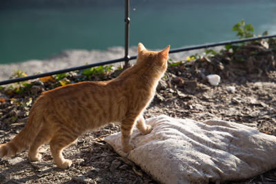 Close-up of cat sitting outdoors