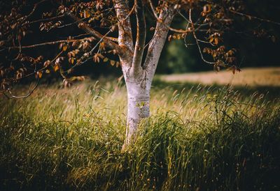 Tree growing on grassy field in forest