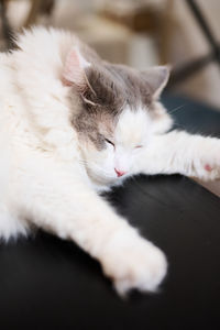 Close-up of white cat sleeping on dining table