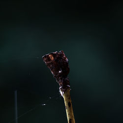 Close-up of dead plant