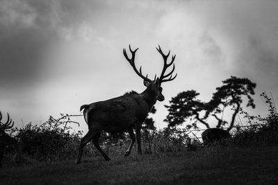 Deer standing in a field