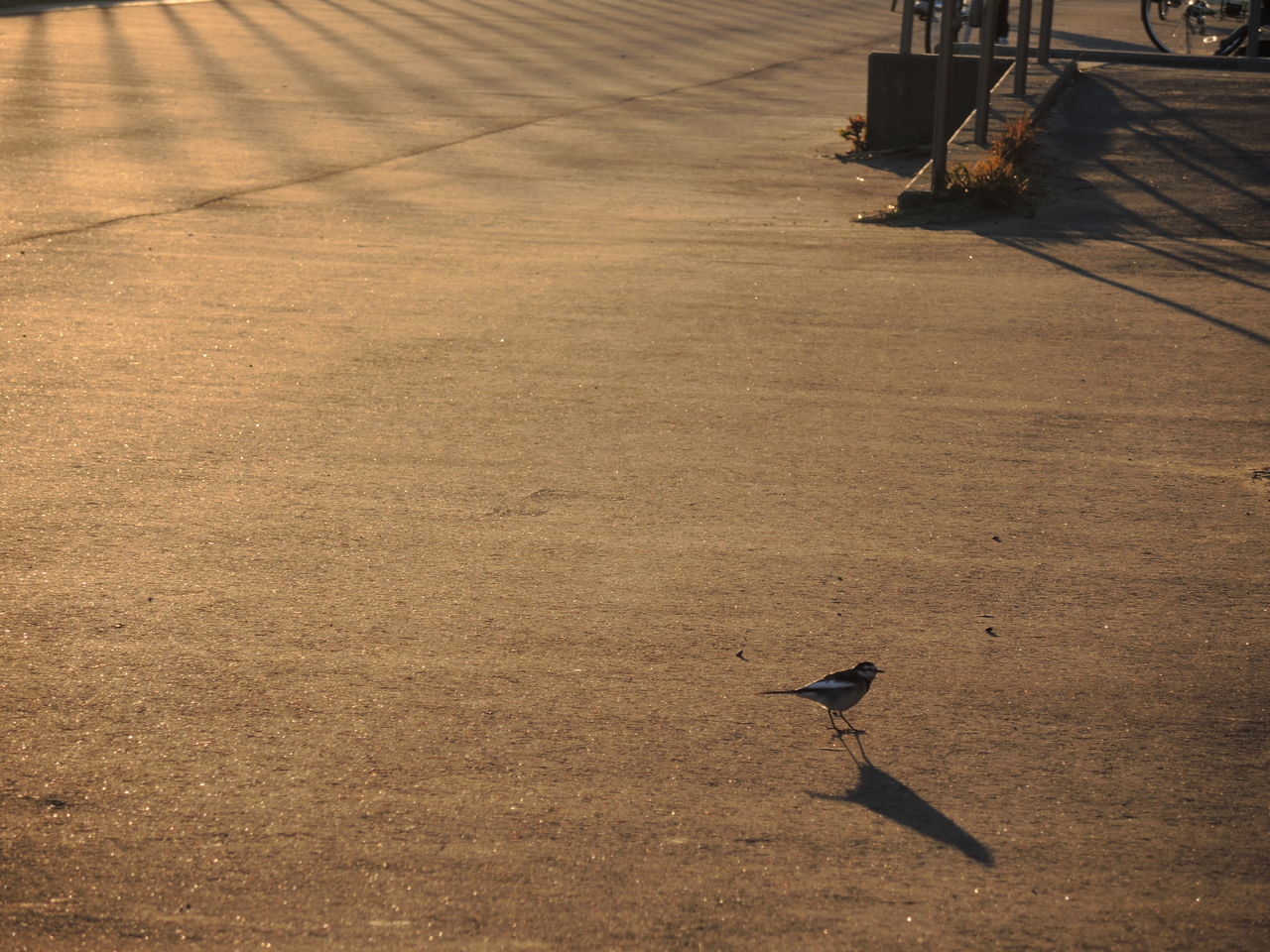 one animal, shadow, high angle view, animal themes, sunlight, sand, street, bird, outdoors, full length, day, dog, beach, walking, built structure, road, domestic animals, no people, pets, wood - material