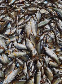 High angle view of fish for sale in market