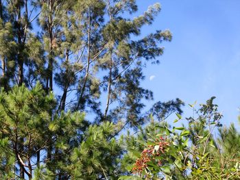 Low angle view of trees against clear sky