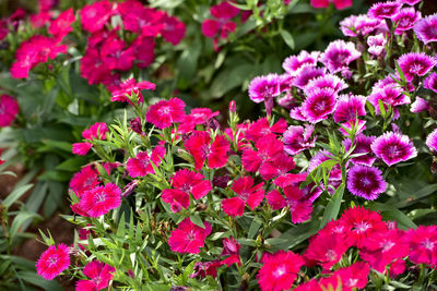 Close-up of pink flowering plants