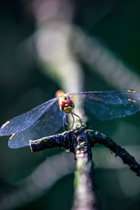 Close-up of dragonfly