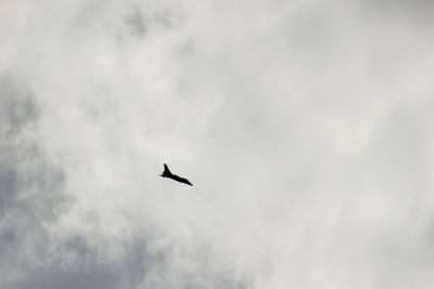 Low angle view of eagle flying against sky