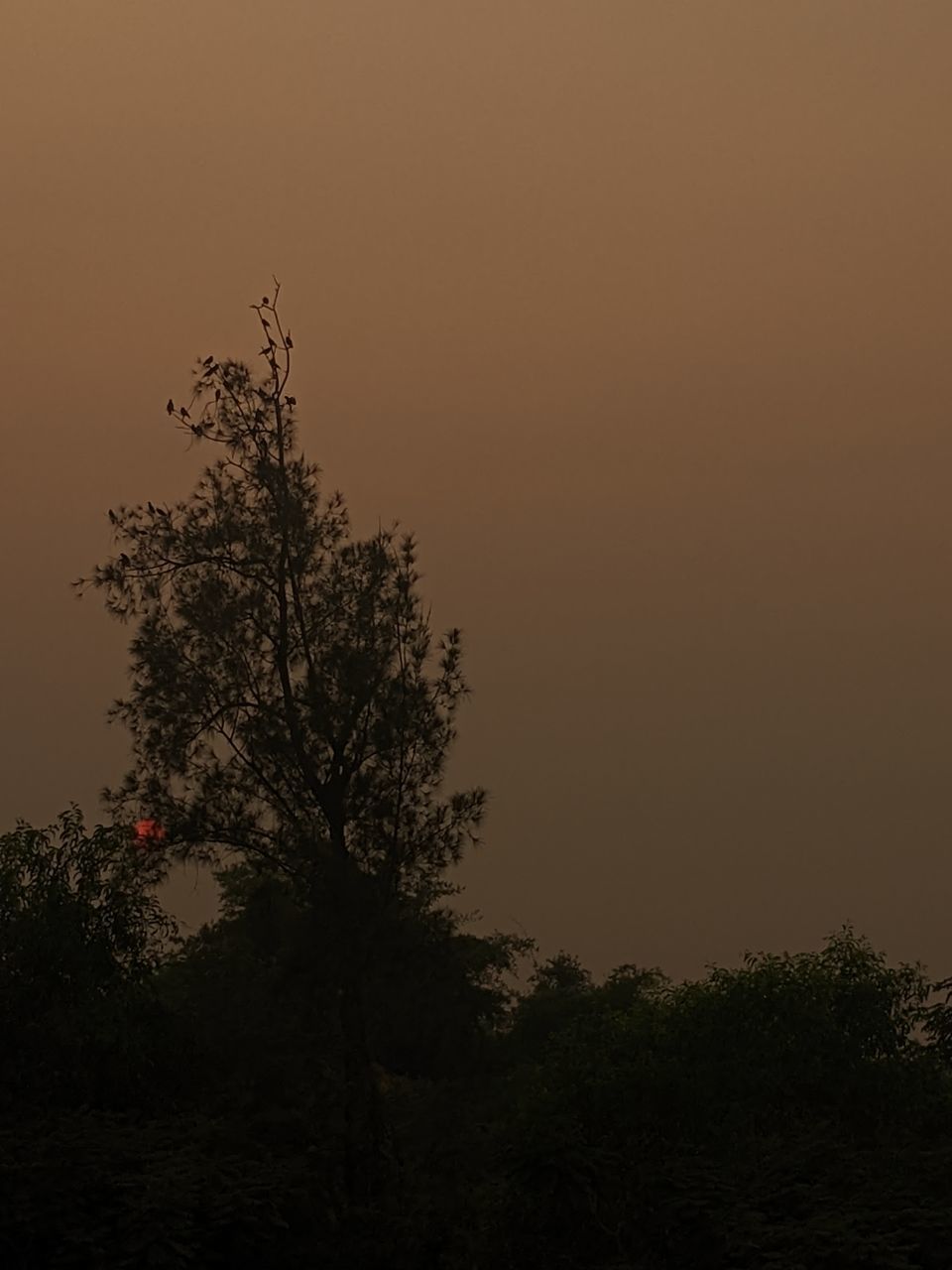 tree, plant, sky, morning, dawn, silhouette, nature, beauty in nature, no people, tranquility, sunrise, darkness, scenics - nature, branch, tranquil scene, cloud, outdoors, environment, landscape, land, growth, copy space, horizon, non-urban scene