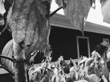 Leaves hanging on tree trunk