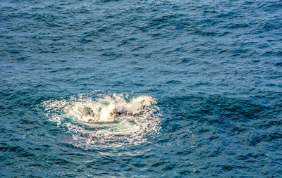 View of whale swimming in sea