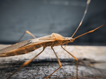 Close-up of insect on wood