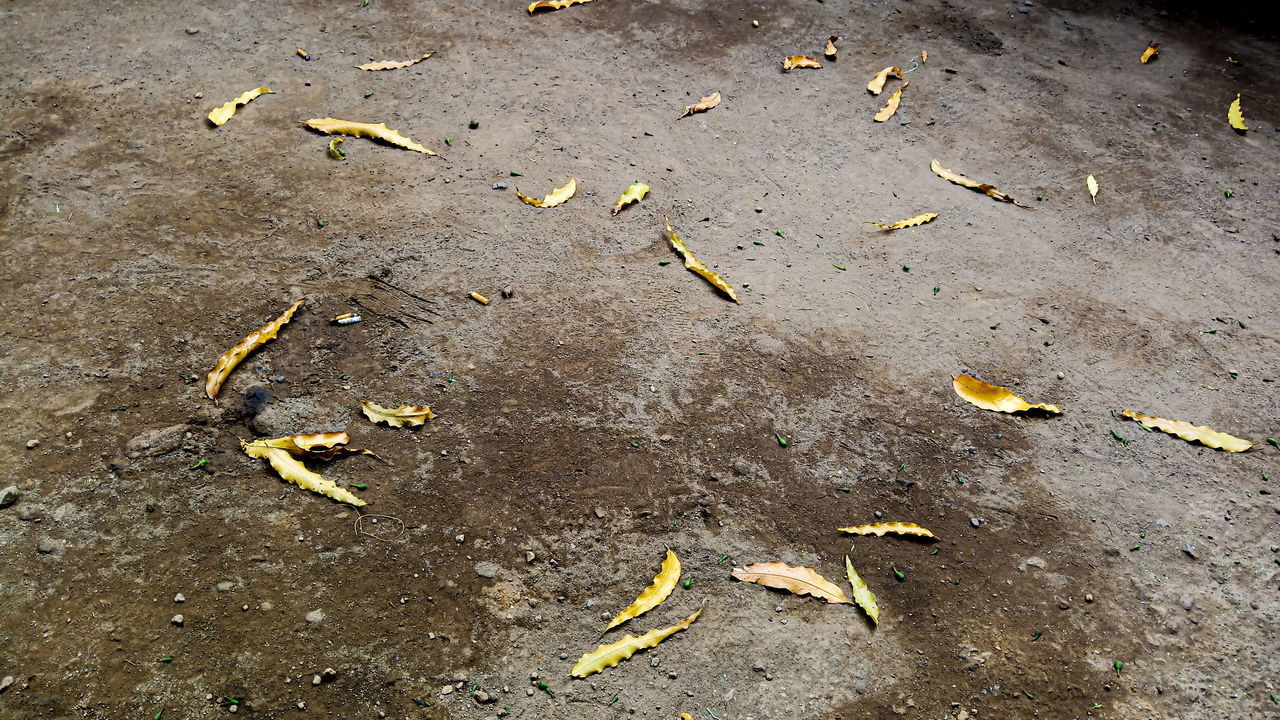 HIGH ANGLE VIEW OF LEAVES FALLEN ON FIELD